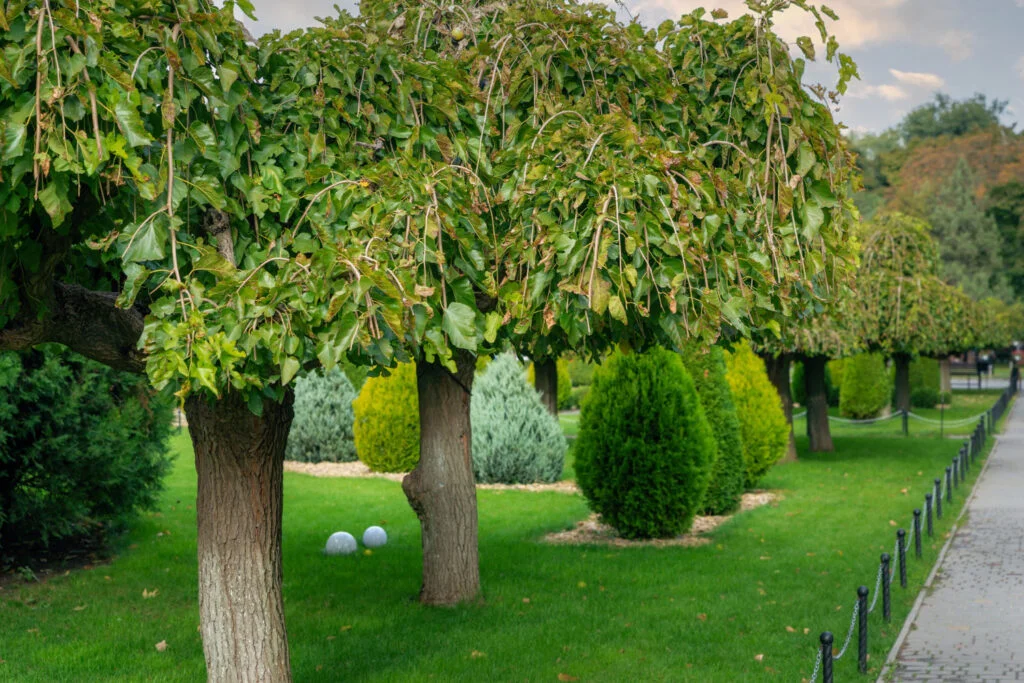 Kertfenntartás 16. kerület – fűnyírás és kertgondozás Budapesten